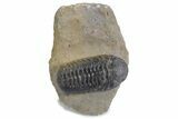 Multi-Toned Austerops Trilobite - Ofaten, Morocco #359602-3